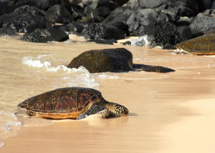 Wailea Ekolu 1604