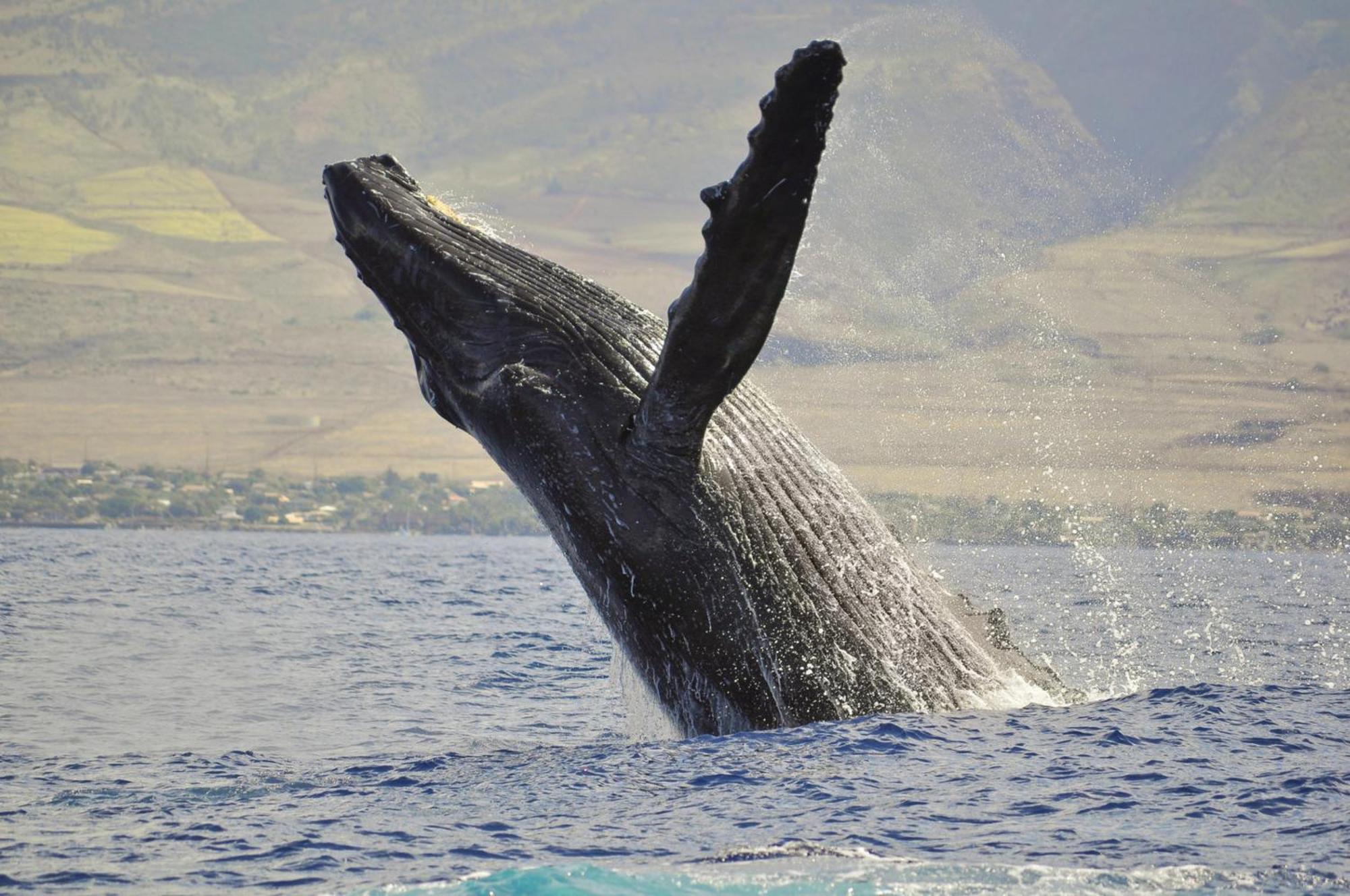 Wailea Ekolu 1604 Hébergement de vacances